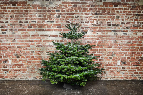 Weihnachtsbaum 130 - 160 cm